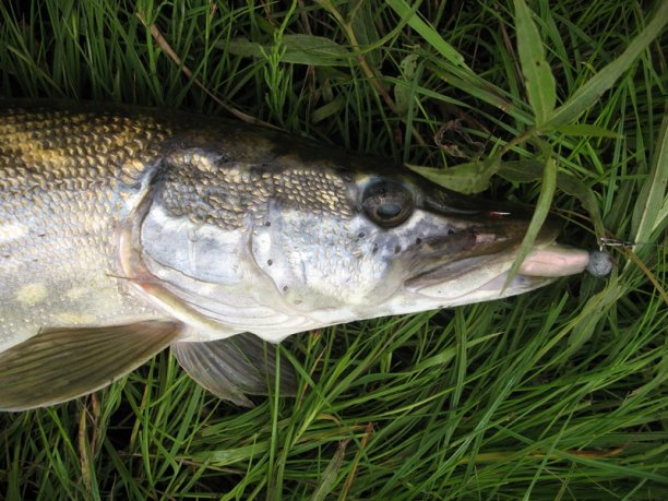 Shrap-Drakers.pl | Shrap Drakers Fishing | Wędkarstwo 