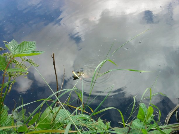 Shrap-Drakers.pl | Shrap Drakers Fishing | Wędkarstwo 