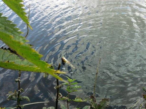 Shrap-Drakers.pl | Shrap Drakers Fishing | Wędkarstwo 