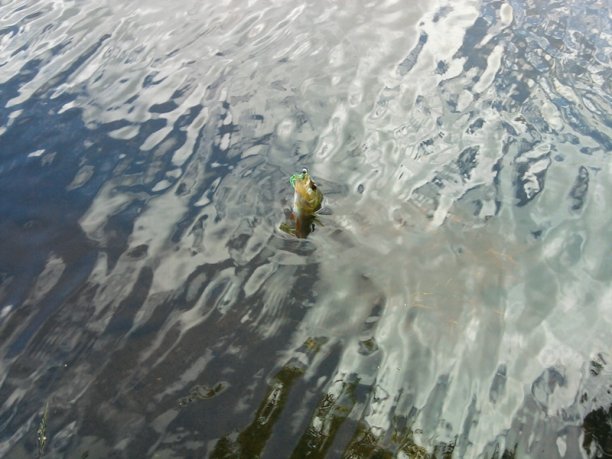 Shrap-Drakers.pl | Shrap Drakers Fishing | Wędkarstwo 