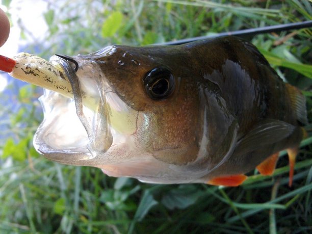 Shrap-Drakers.pl | Shrap Drakers Fishing | Wędkarstwo 