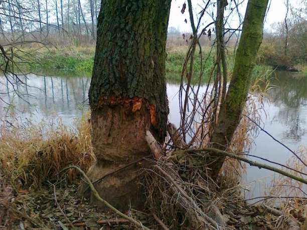 Shrap-Drakers.pl | Shrap Drakers Fishing | Wędkarstwo 