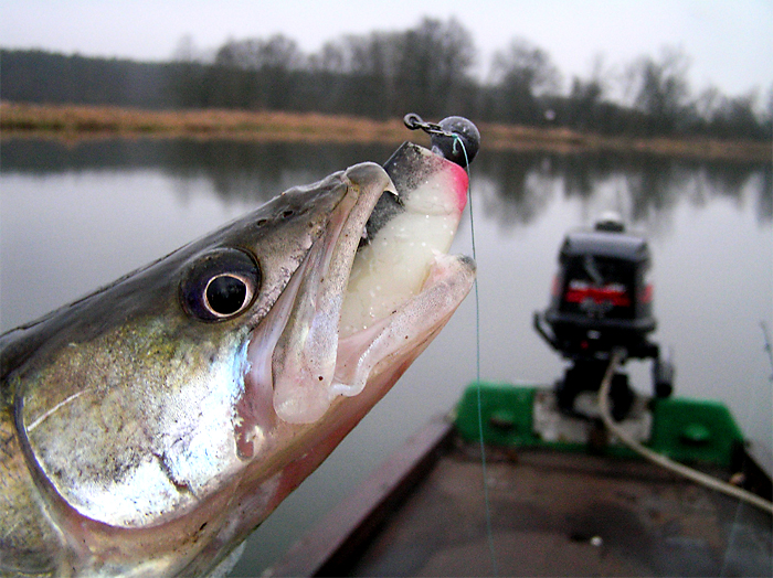 Shrap-Drakers.pl | Shrap Drakers Fishing | Wędkarstwo 