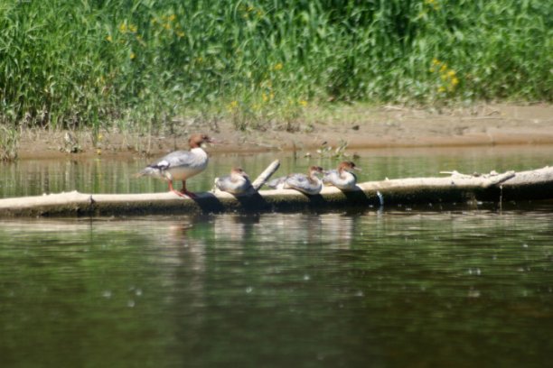 Shrap-Drakers.pl | Shrap Drakers Fishing | Wędkarstwo 
