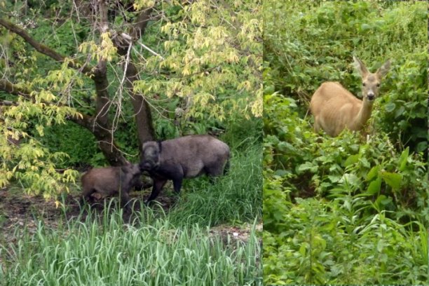 Shrap-Drakers.pl | Shrap Drakers Fishing | Wędkarstwo 