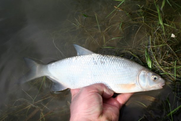 Shrap-Drakers.pl | Shrap Drakers Fishing | Wędkarstwo 