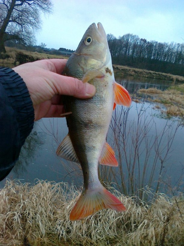 Shrap-Drakers.pl | Shrap Drakers Fishing | Wędkarstwo 