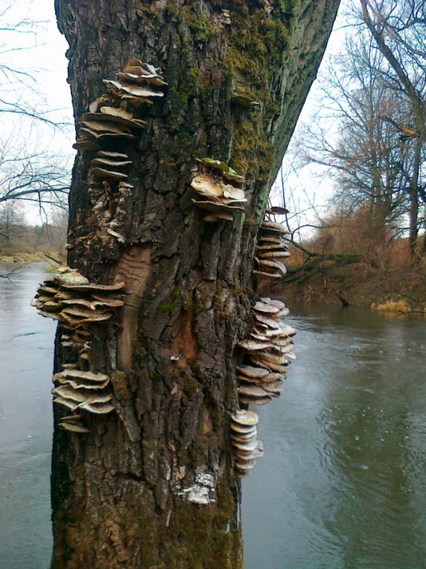 Shrap-Drakers.pl | Shrap Drakers Fishing | Wędkarstwo 