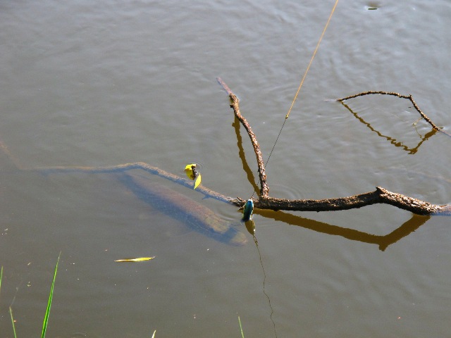 Shrap-Drakers.pl | Shrap Drakers Fishing | Wędkarstwo 