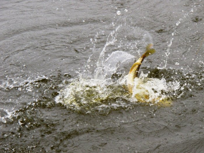 Shrap-Drakers.pl | Shrap Drakers Fishing | Wędkarstwo 