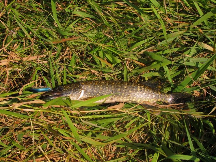 Shrap-Drakers.pl | Shrap Drakers Fishing | Wędkarstwo 