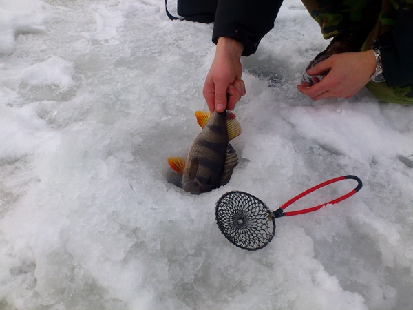 Shrap-Drakers.pl | Shrap Drakers Fishing | Wędkarstwo 