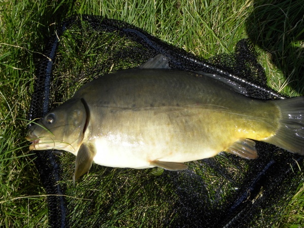 Shrap-Drakers.pl | Shrap Drakers Fishing | Wędkarstwo 