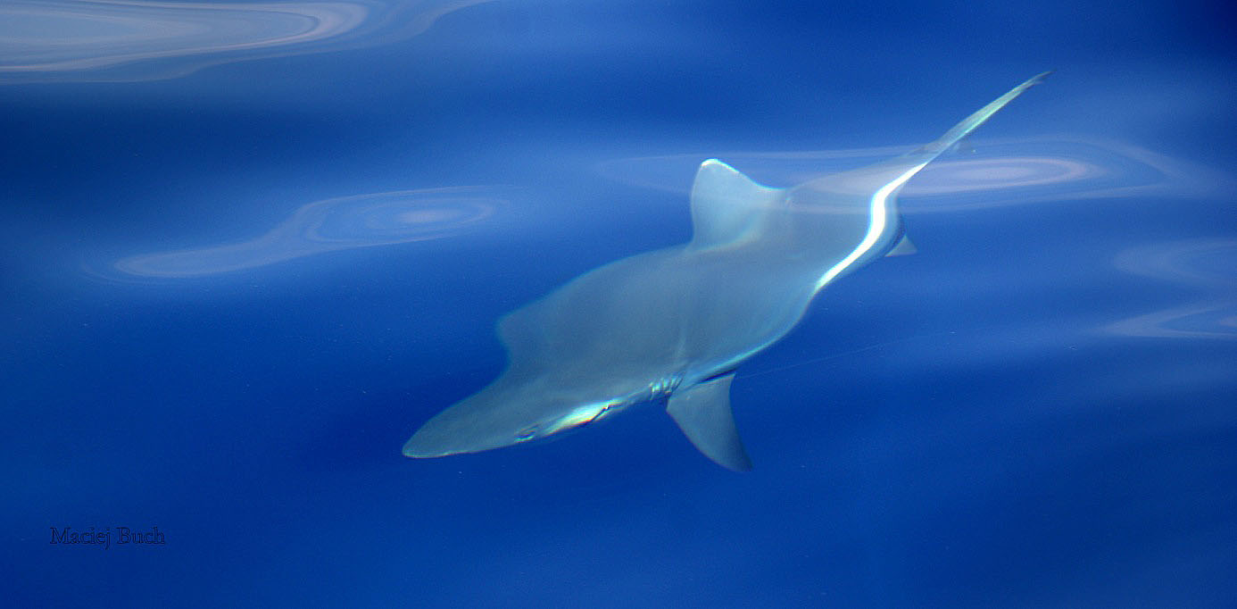 Shrap-Drakers.pl | Shrap Drakers Fishing | Wędkarstwo 