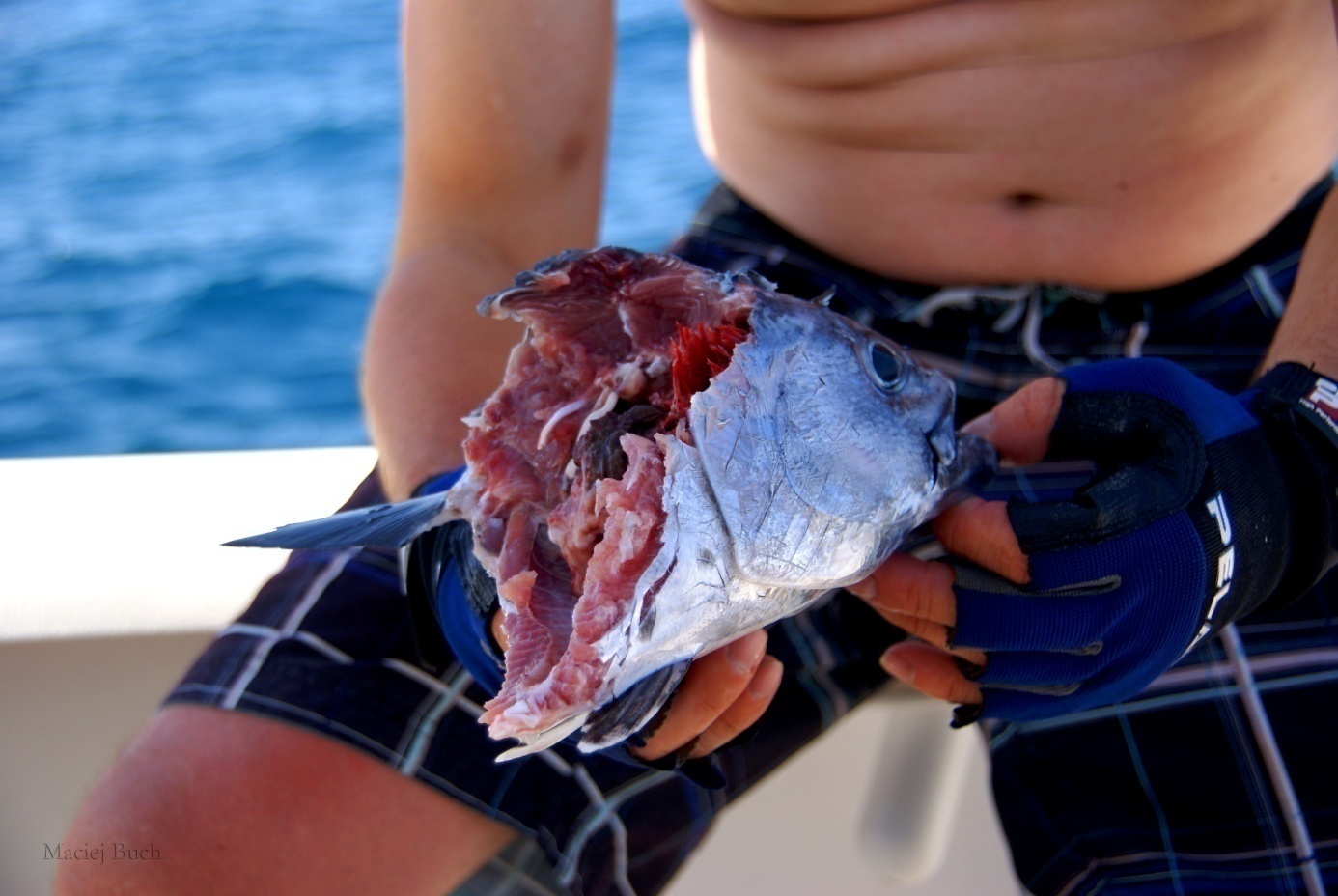 Shrap-Drakers.pl | Shrap Drakers Fishing | Wędkarstwo 