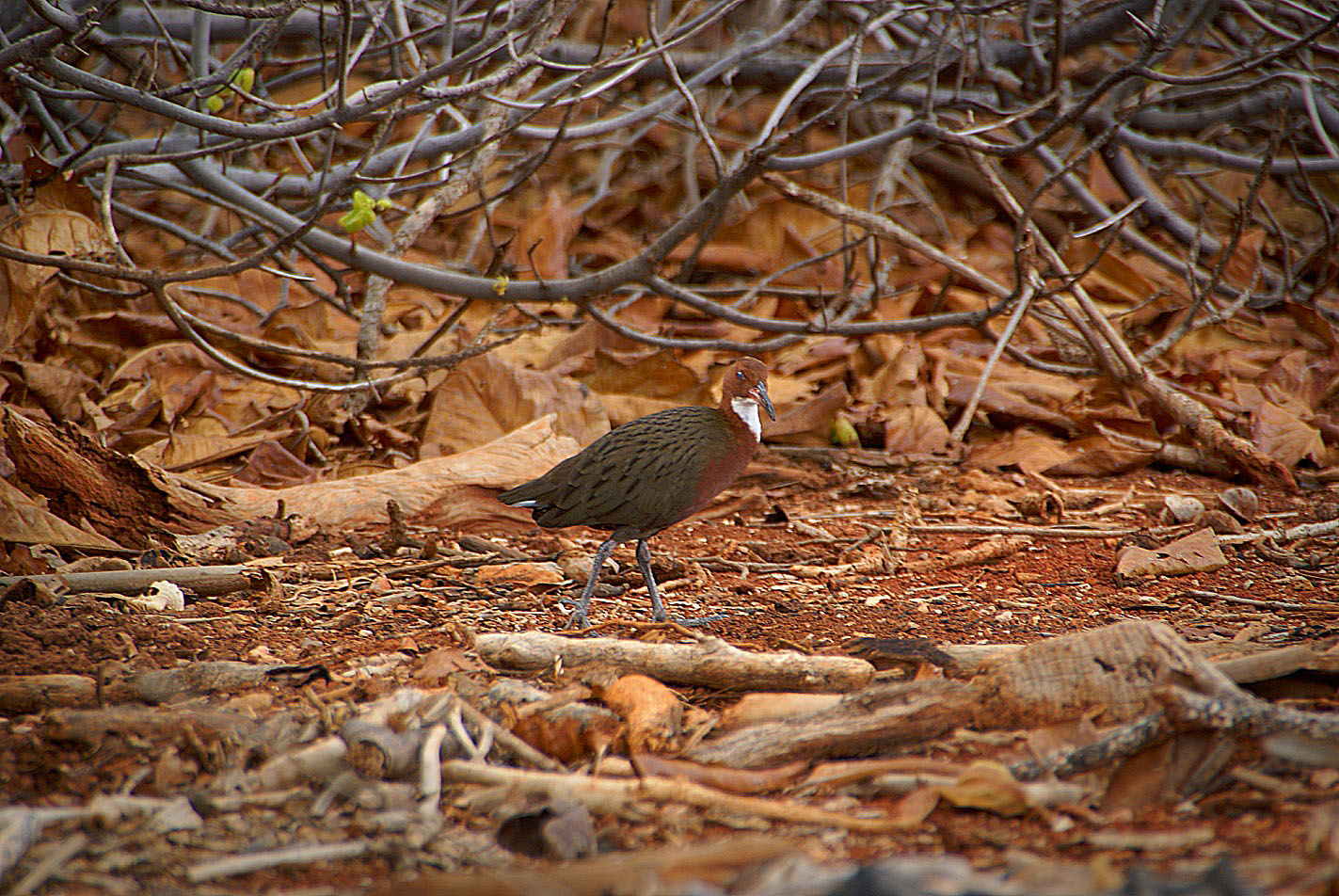 Shrap-Drakers.pl | Shrap Drakers Fishing | Wędkarstwo 