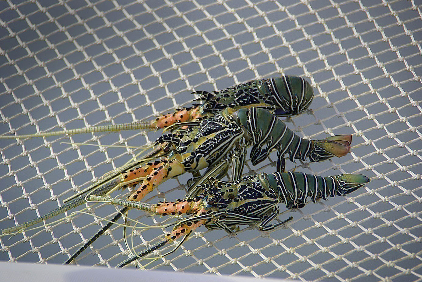 Shrap-Drakers.pl | Shrap Drakers Fishing | Wędkarstwo 