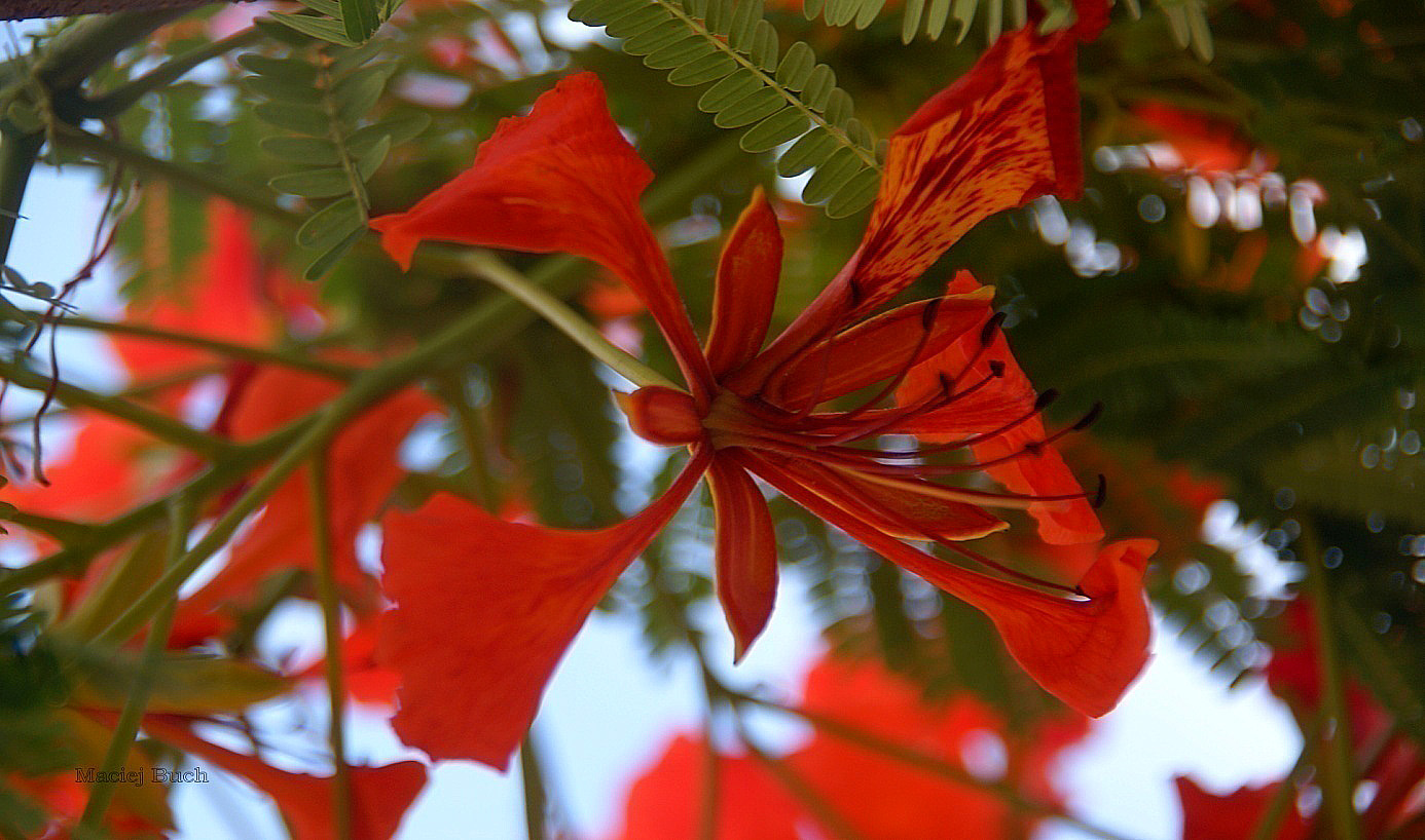 Shrap-Drakers.pl | Shrap Drakers Fishing | Wędkarstwo 