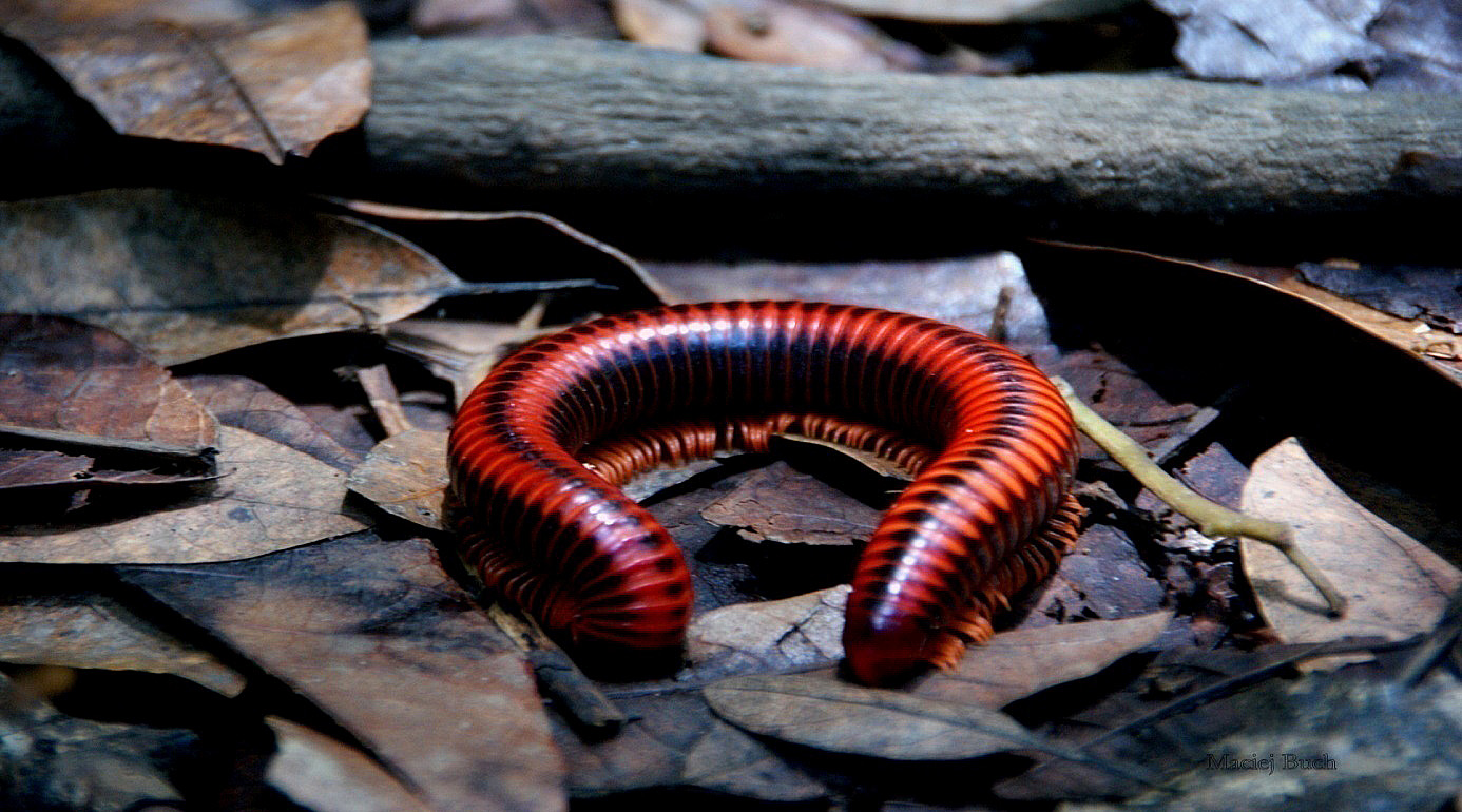 Shrap-Drakers.pl | Shrap Drakers Fishing | Wędkarstwo 