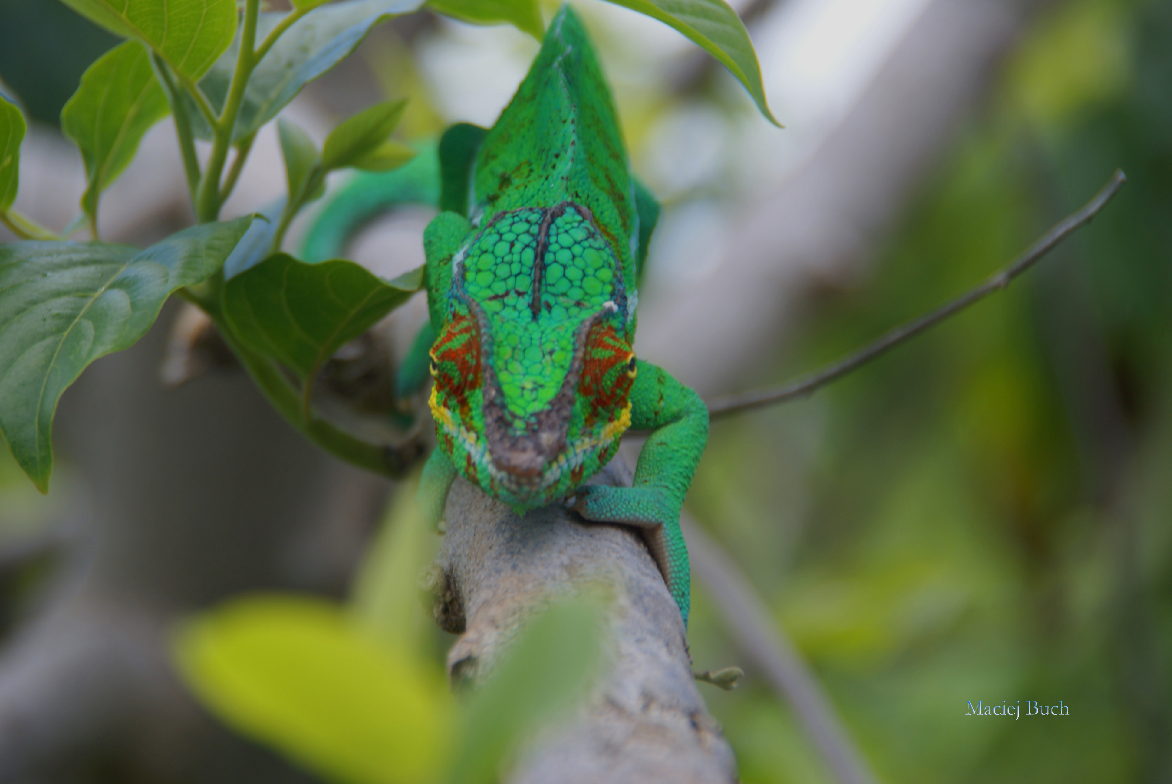 Shrap-Drakers.pl | Shrap Drakers Fishing | Wędkarstwo 