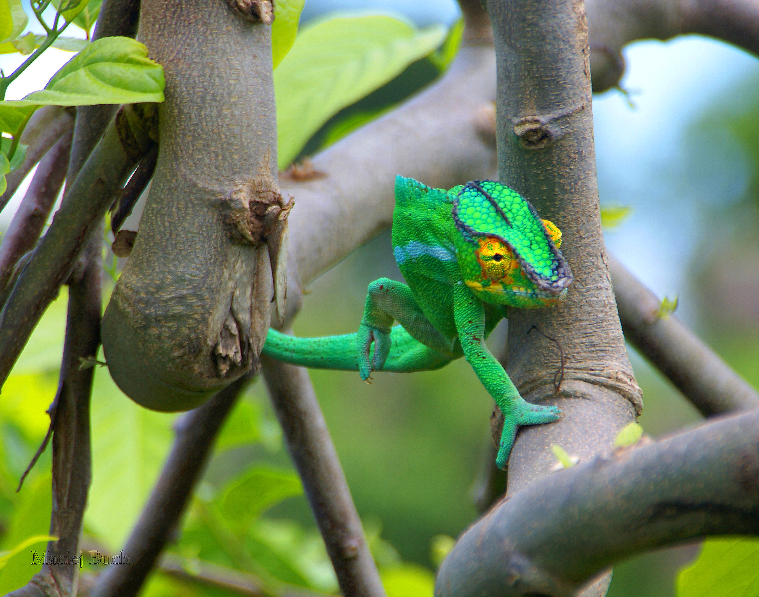 Shrap-Drakers.pl | Shrap Drakers Fishing | Wędkarstwo 