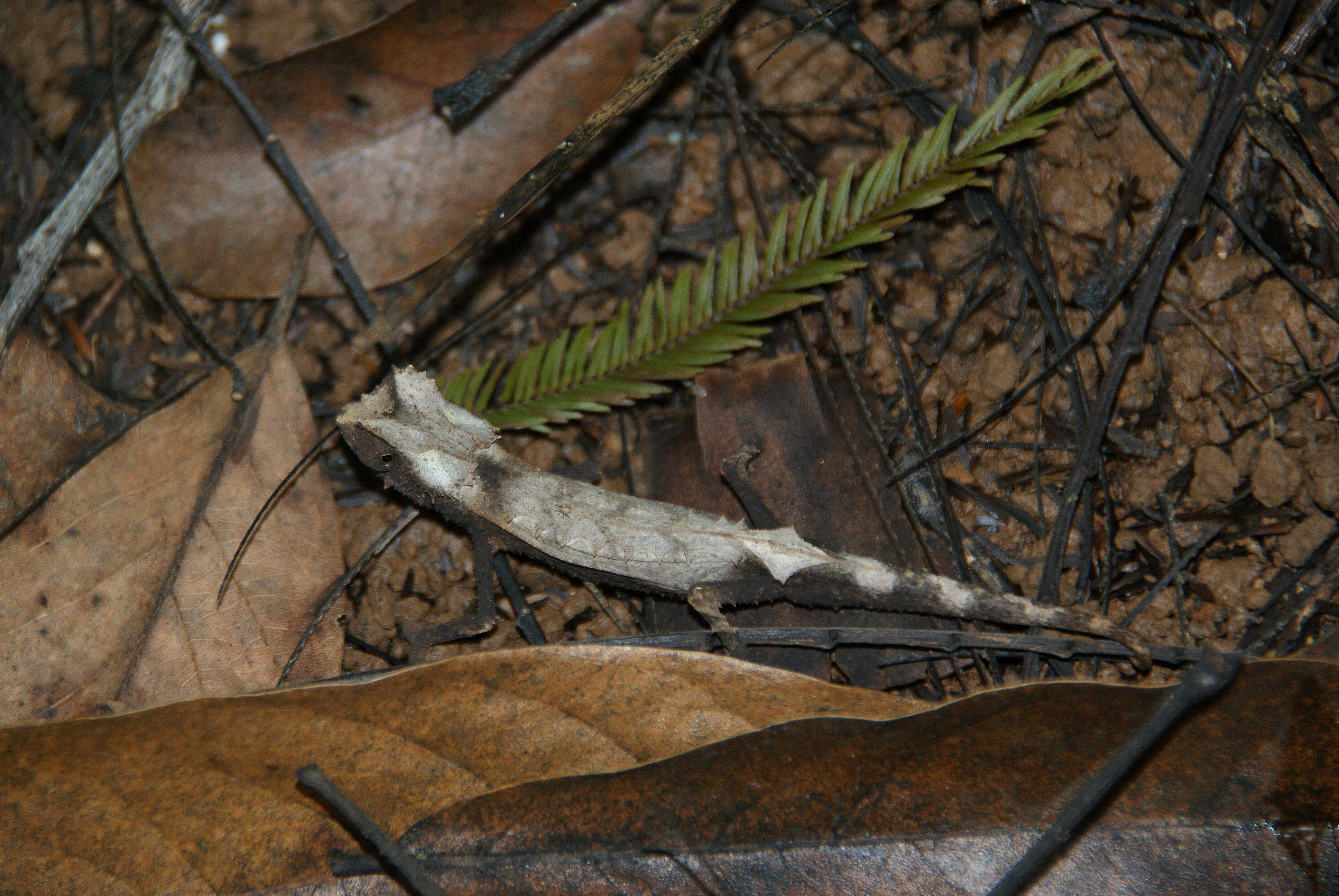 Shrap-Drakers.pl | Shrap Drakers Fishing | Wędkarstwo 