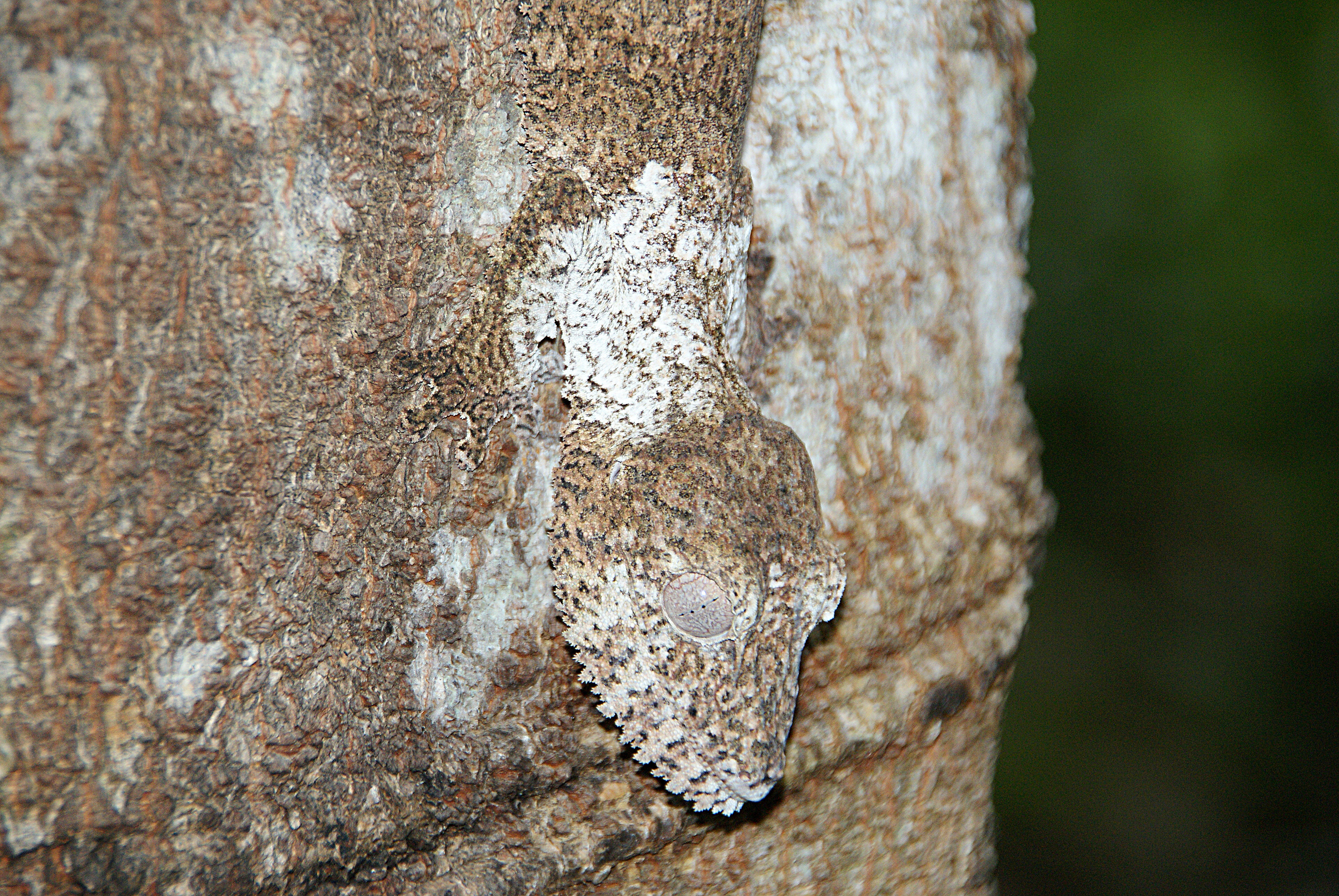 Shrap-Drakers.pl | Shrap Drakers Fishing | Wędkarstwo 