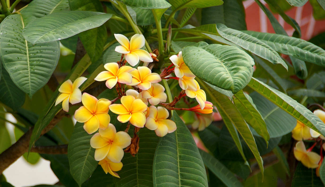 Shrap-Drakers.pl | Shrap Drakers Fishing | Wędkarstwo 