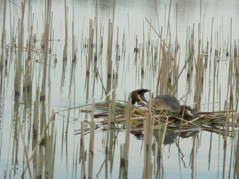 Shrap-Drakers.pl | Shrap Drakers Fishing | Wędkarstwo 