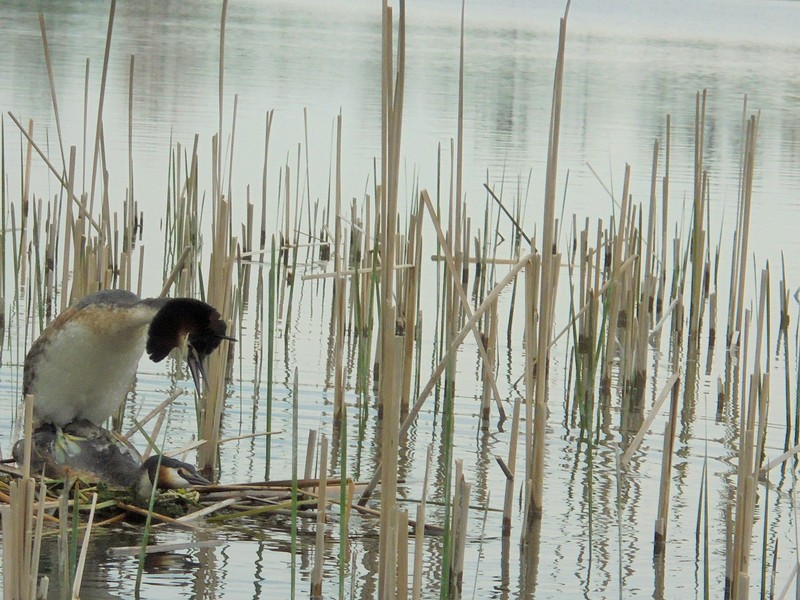 Shrap-Drakers.pl | Shrap Drakers Fishing | Wędkarstwo 