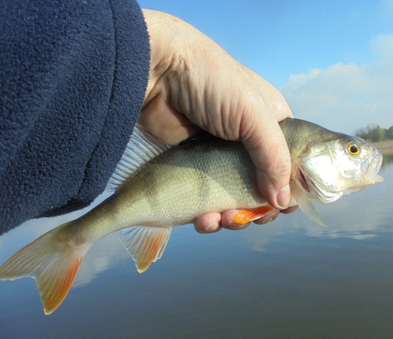Shrap-Drakers.pl | Shrap Drakers Fishing | Wędkarstwo 