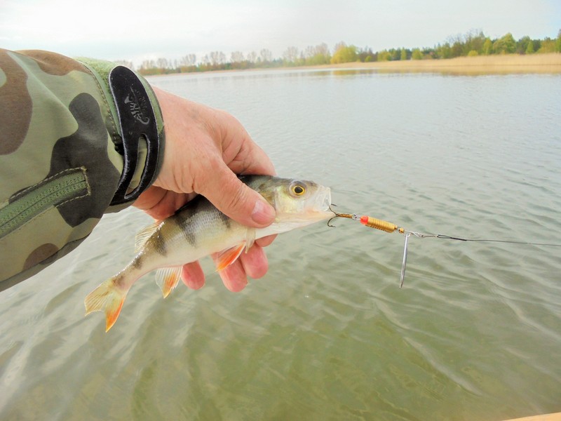 Shrap-Drakers.pl | Shrap Drakers Fishing | Wędkarstwo 