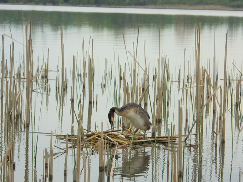 Shrap-Drakers.pl | Shrap Drakers Fishing | Wędkarstwo 