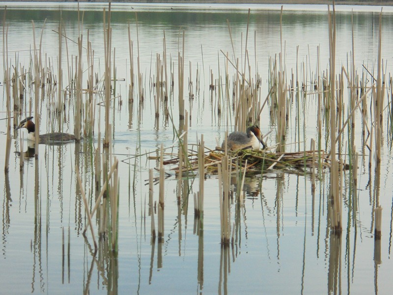 Shrap-Drakers.pl | Shrap Drakers Fishing | Wędkarstwo 