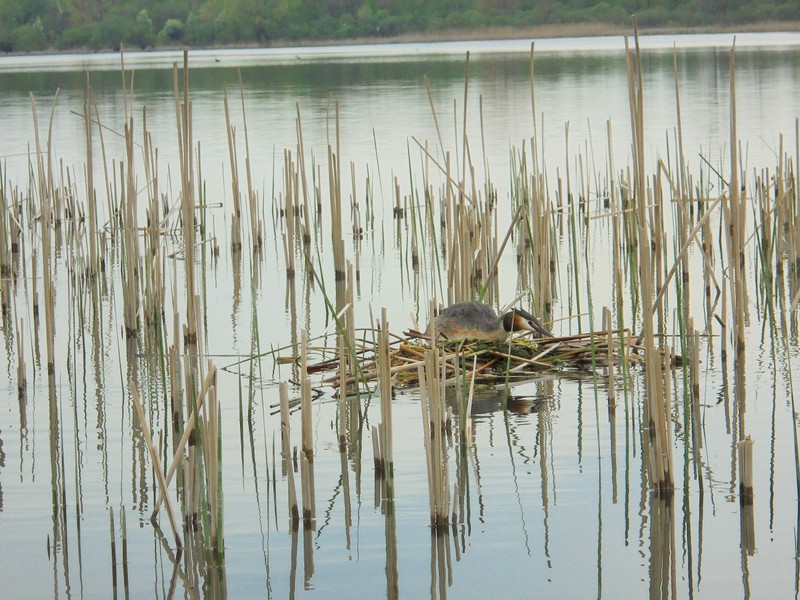 Shrap-Drakers.pl | Shrap Drakers Fishing | Wędkarstwo 