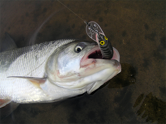 Shrap-Drakers.pl | Shrap Drakers Fishing | Wędkarstwo 