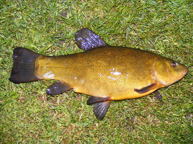 Shrap-Drakers.pl | Shrap Drakers Fishing | Wędkarstwo 