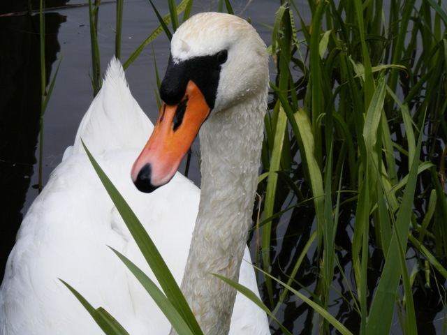 Shrap-Drakers.pl | Shrap Drakers Fishing | Wędkarstwo 