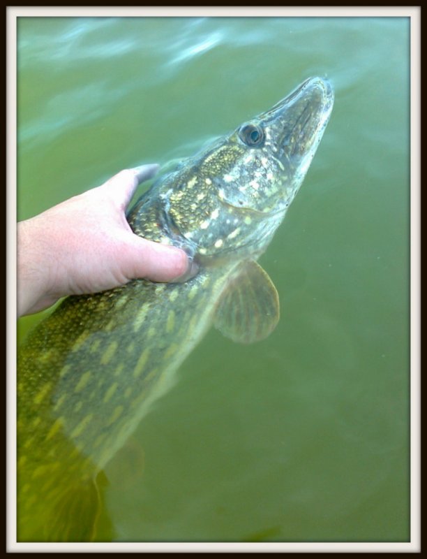 Shrap-Drakers.pl | Shrap Drakers Fishing | Wędkarstwo 