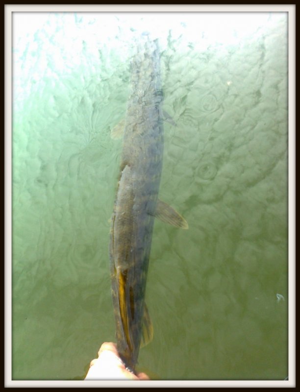 Shrap-Drakers.pl | Shrap Drakers Fishing | Wędkarstwo 