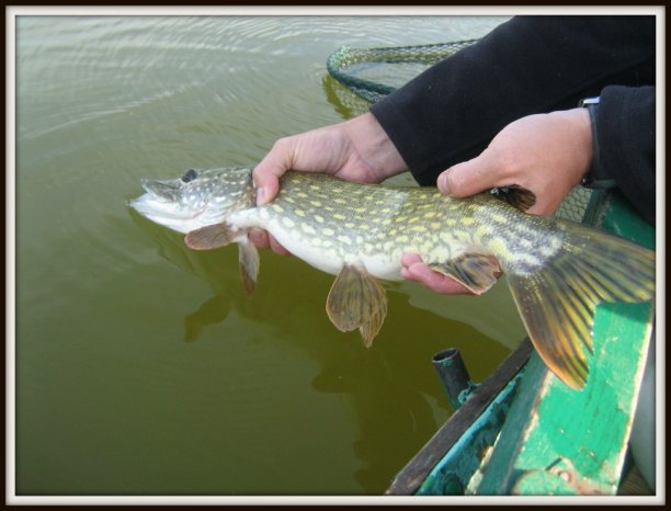 Shrap-Drakers.pl | Shrap Drakers Fishing | Wędkarstwo 