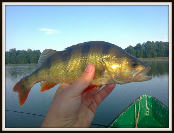 Shrap-Drakers.pl | Shrap Drakers Fishing | Wędkarstwo 