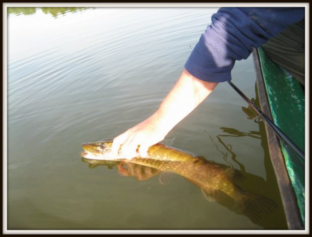 Shrap-Drakers.pl | Shrap Drakers Fishing | Wędkarstwo 