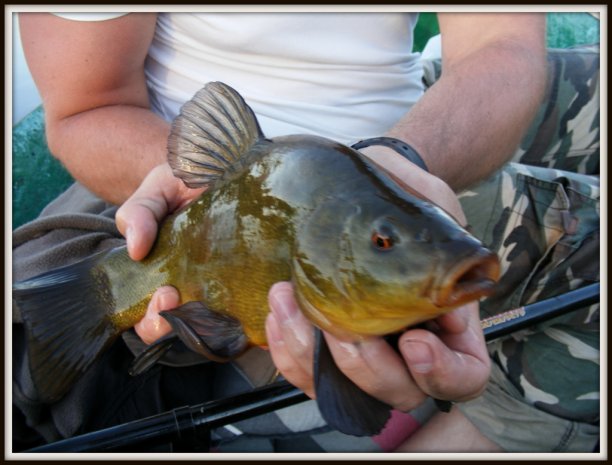 Shrap-Drakers.pl | Shrap Drakers Fishing | Wędkarstwo 