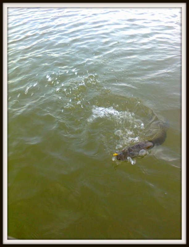 Shrap-Drakers.pl | Shrap Drakers Fishing | Wędkarstwo 