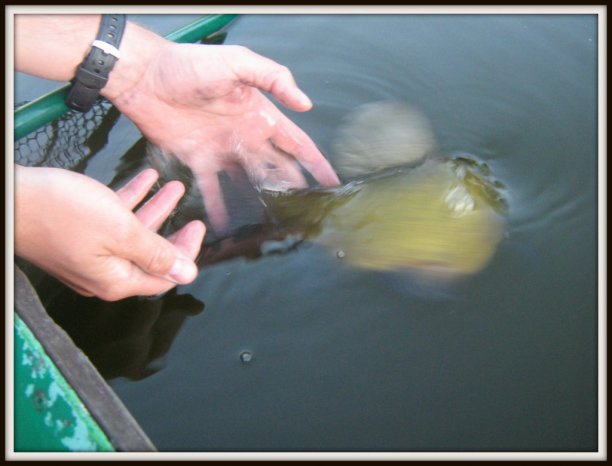 Shrap-Drakers.pl | Shrap Drakers Fishing | Wędkarstwo 