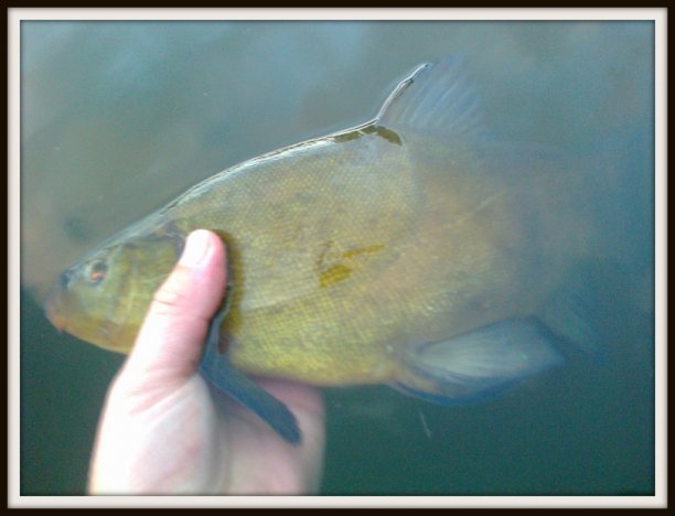 Shrap-Drakers.pl | Shrap Drakers Fishing | Wędkarstwo 