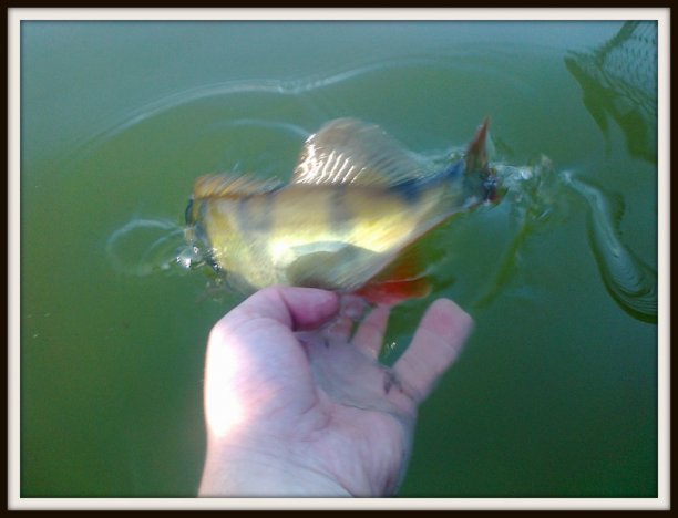 Shrap-Drakers.pl | Shrap Drakers Fishing | Wędkarstwo 