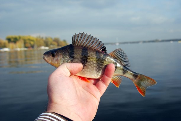 Shrap-Drakers.pl | Shrap Drakers Fishing | Wędkarstwo 