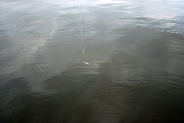 Shrap-Drakers.pl | Shrap Drakers Fishing | Wędkarstwo 